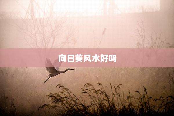 向日葵风水好吗