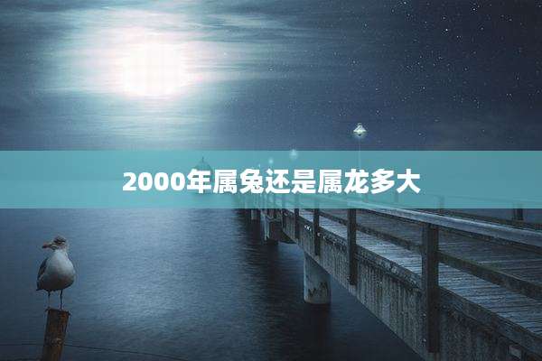 2000年属兔还是属龙多大