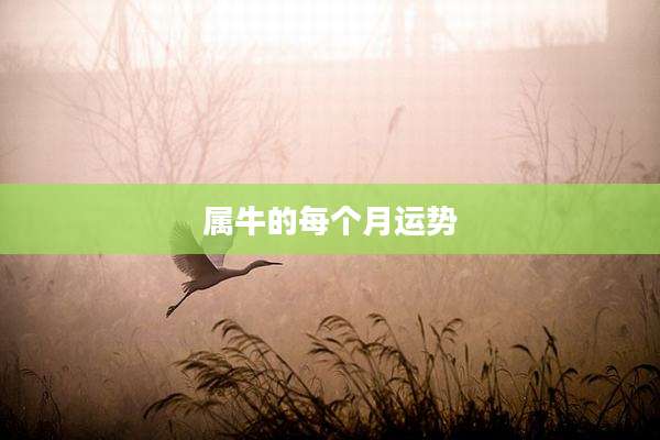 属牛的每个月运势