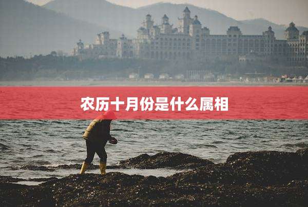 农历十月份是什么属相