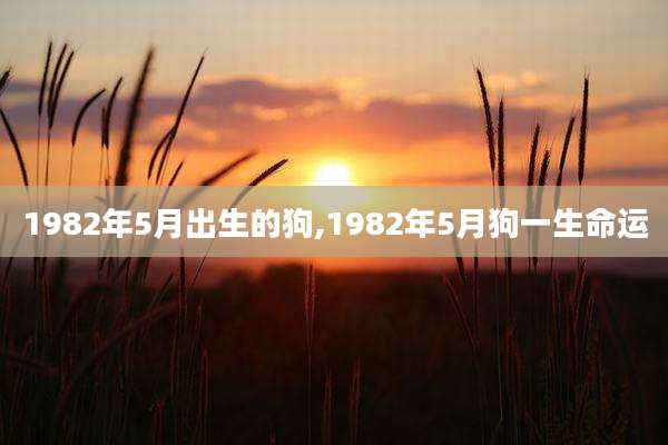 1982年5月出生的狗,1982年5月狗一生命运