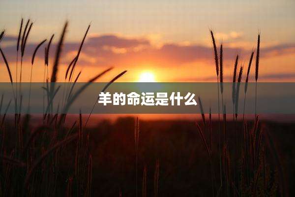 羊的命运是什么