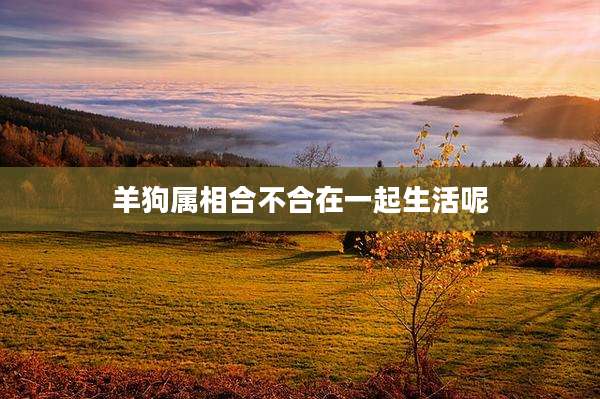 羊狗属相合不合在一起生活呢