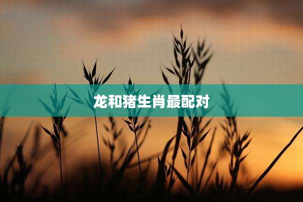 龙和猪生肖最配对