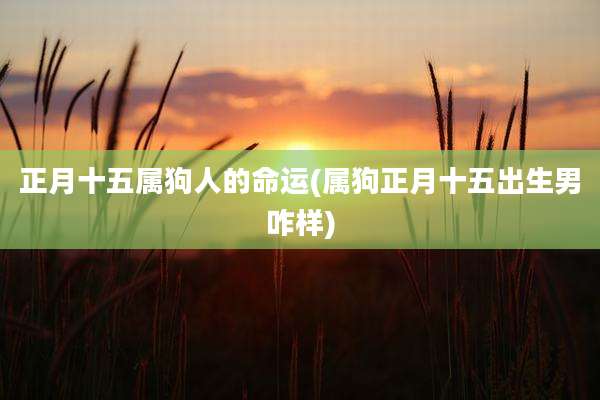 正月十五属狗人的命运(属狗正月十五出生男咋样)