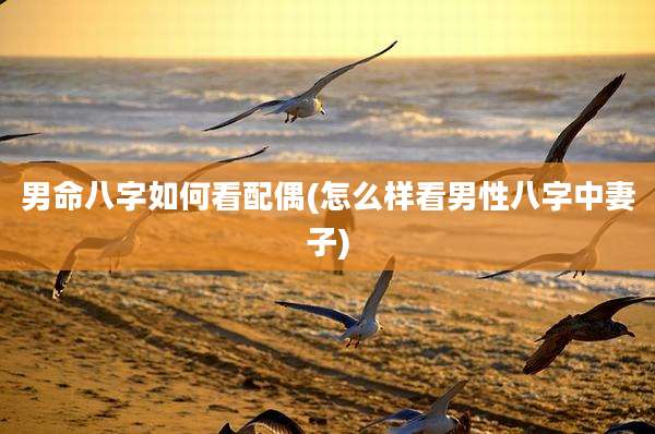 男命八字如何看配偶(怎么样看男性八字中妻子)