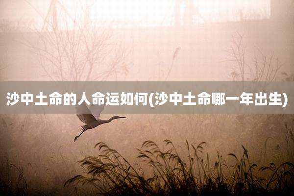 沙中土命的人命运如何(沙中土命哪一年出生)
