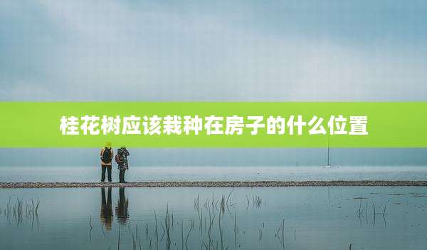 桂花树应该栽种在房子的什么位置