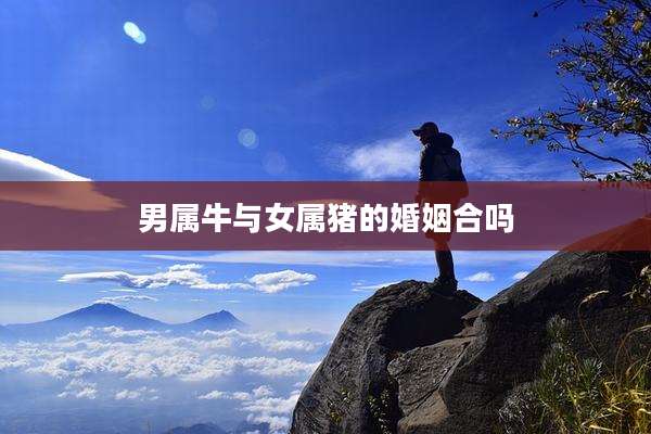 男属牛与女属猪的婚姻合吗