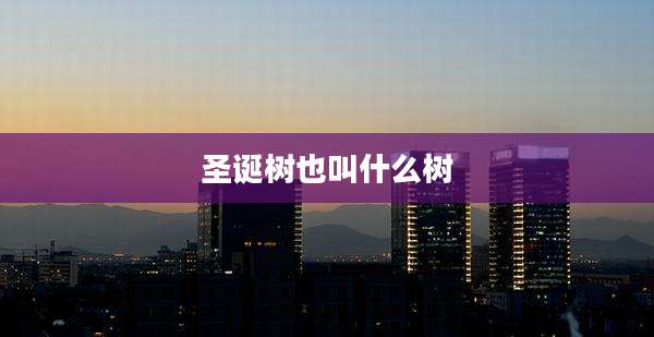 圣诞树也叫什么树