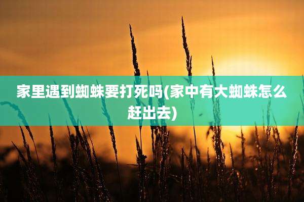 家里遇到蜘蛛要打死吗(家中有大蜘蛛怎么赶出去)