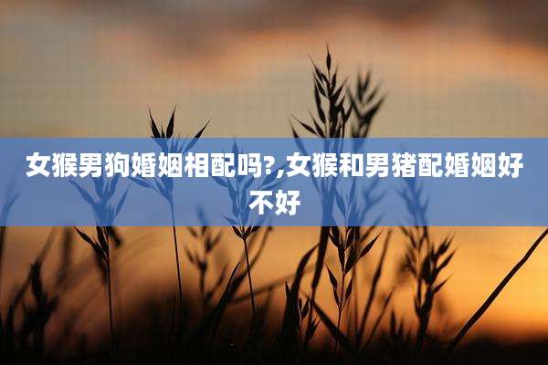 女猴男狗婚姻相配吗?,女猴和男猪配婚姻好不好