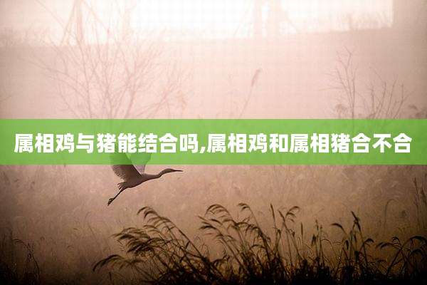 属相鸡与猪能结合吗,属相鸡和属相猪合不合
