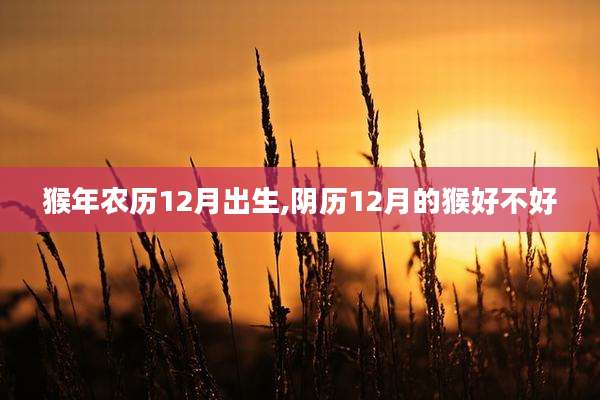 猴年农历12月出生,阴历12月的猴好不好