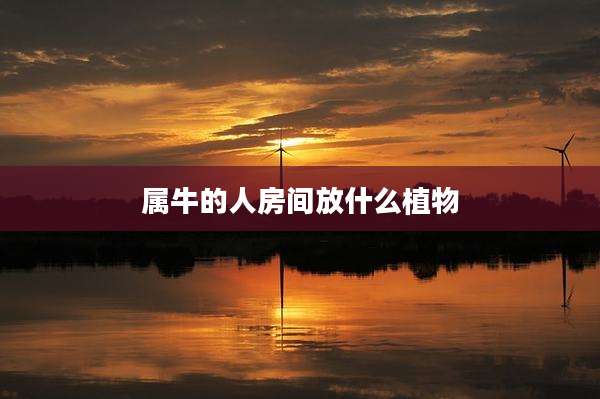 属牛的人房间放什么植物