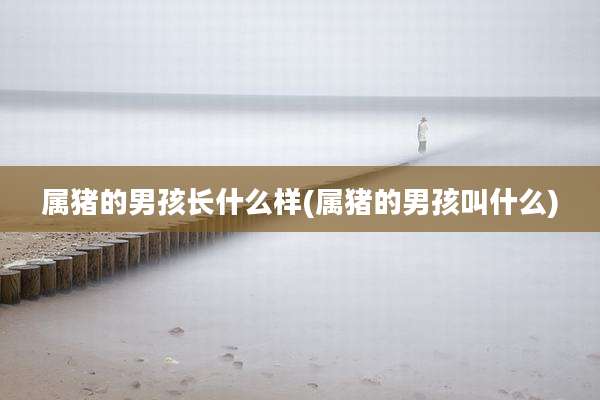 属猪的男孩长什么样(属猪的男孩叫什么)
