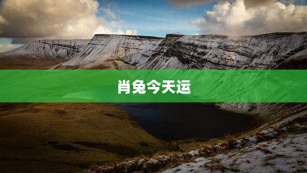 肖兔今天运