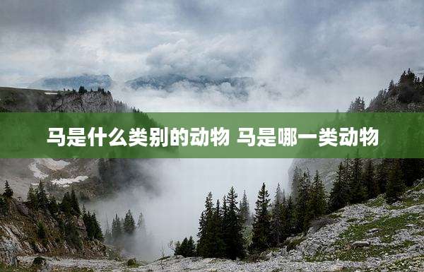 马是什么类别的动物 马是哪一类动物