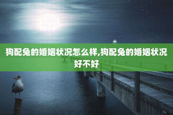 狗配兔的婚姻状况怎么样,狗配兔的婚姻状况好不好