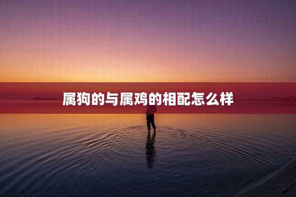 属狗的与属鸡的相配怎么样