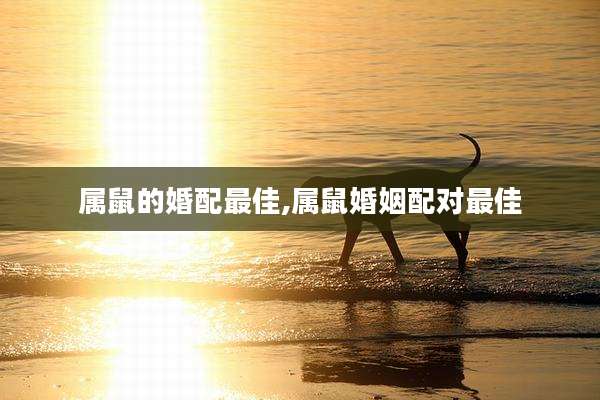 属鼠的婚配最佳,属鼠婚姻配对最佳