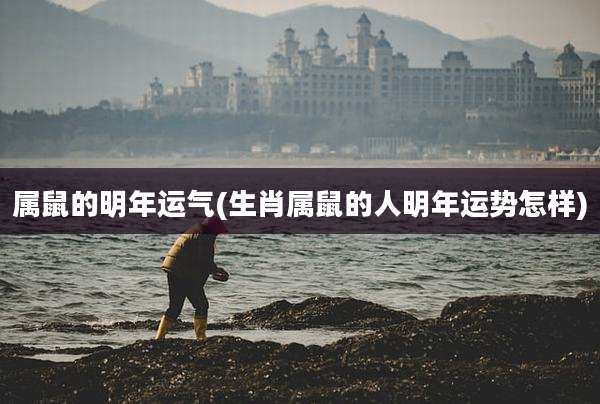 属鼠的明年运气(生肖属鼠的人明年运势怎样)