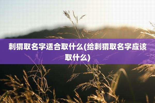 刺猬取名字适合取什么(给刺猬取名字应该取什么)