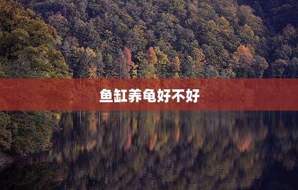鱼缸养龟好不好
