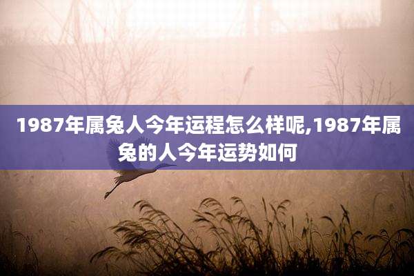 1987年属兔人今年运程怎么样呢,1987年属兔的人今年运势如何