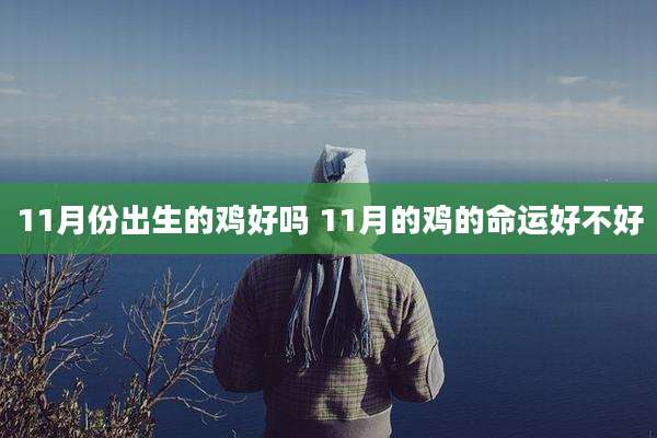 11月份出生的鸡好吗 11月的鸡的命运好不好