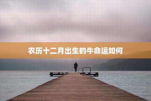 农历十二月出生的牛命运如何