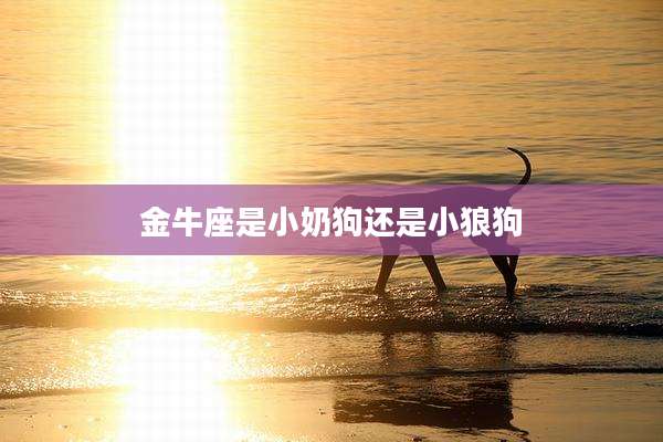 金牛座是小奶狗还是小狼狗