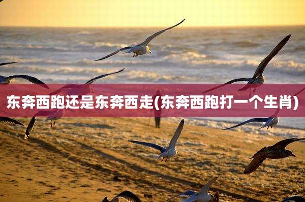 东奔西跑还是东奔西走(东奔西跑打一个生肖)