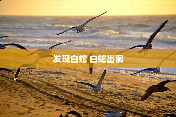 发现白蛇 白蛇出洞