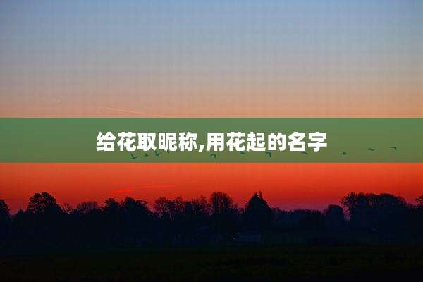 给花取昵称,用花起的名字