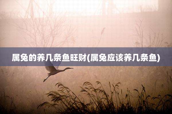 属兔的养几条鱼旺财(属兔应该养几条鱼)