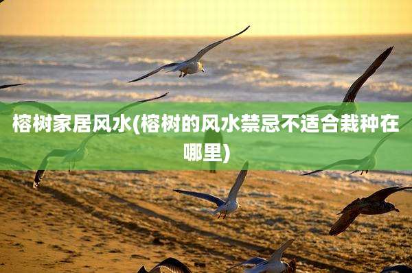 榕树家居风水(榕树的风水禁忌不适合栽种在哪里)