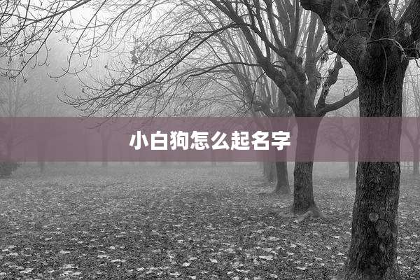 小白狗怎么起名字
