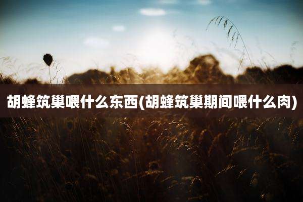 胡蜂筑巢喂什么东西(胡蜂筑巢期间喂什么肉)