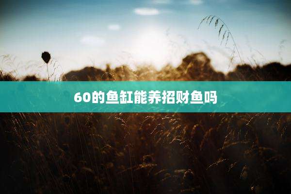 60的鱼缸能养招财鱼吗