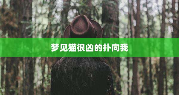 梦见猫很凶的扑向我