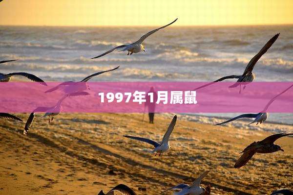 1997年1月属鼠