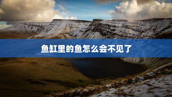 鱼缸里的鱼怎么会不见了