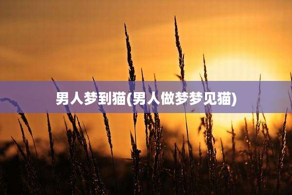 男人梦到猫(男人做梦梦见猫)
