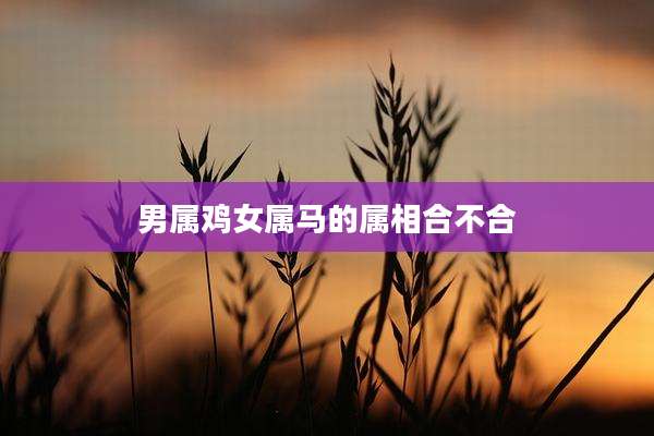 男属鸡女属马的属相合不合