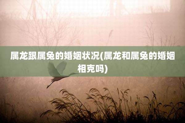 属龙跟属兔的婚姻状况(属龙和属兔的婚姻相克吗)