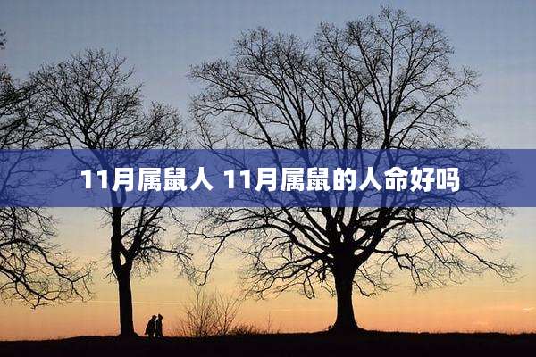11月属鼠人 11月属鼠的人命好吗
