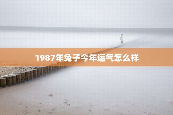 1987年兔子今年运气怎么样