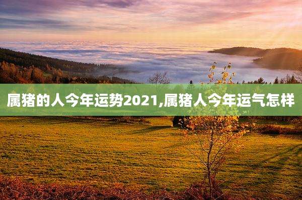 属猪的人今年运势2021,属猪人今年运气怎样