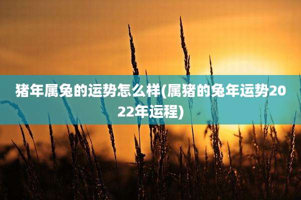 猪年属兔的运势怎么样(属猪的兔年运势2022年运程)
